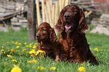 SETTER IRLANDAIS 193